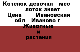 Котенок девочка 1 мес. 12.07. (лоток знает) › Цена ­ 1 - Ивановская обл., Иваново г. Животные и растения » Кошки   